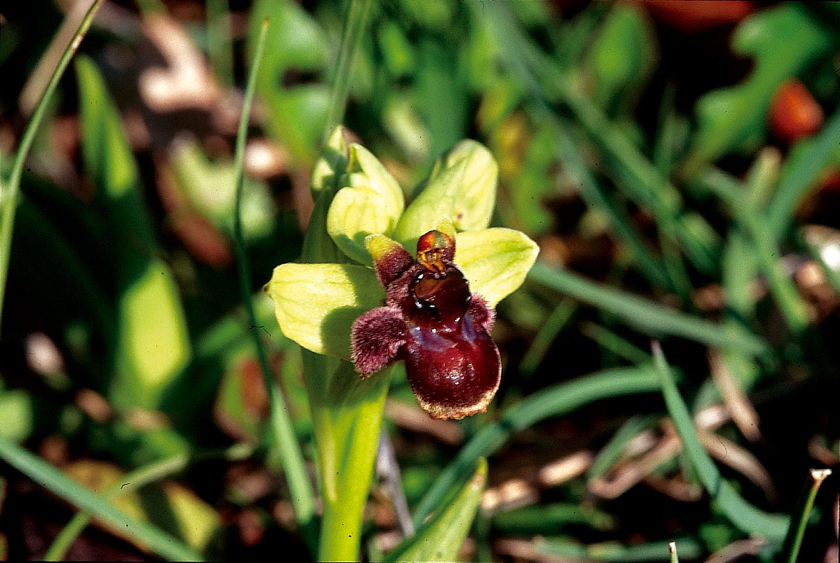 Ophrys bombyliflora  Link